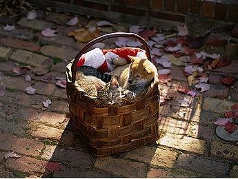 MMORPG《上古世纪2》首爆预告 虚幻5开发登陆主机PC